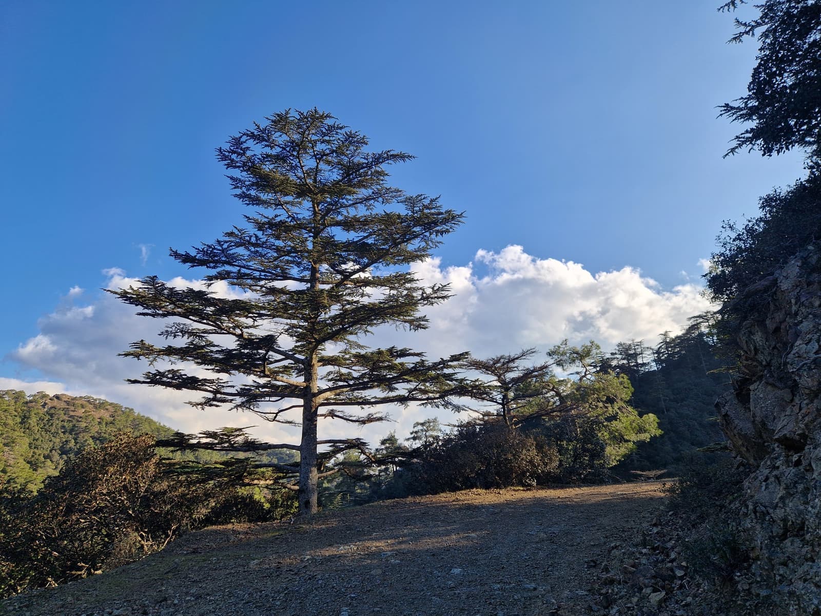 A lone cedar tree beside a dirt forest track in the mountains of Paphos Forest, with wooded slopes behind