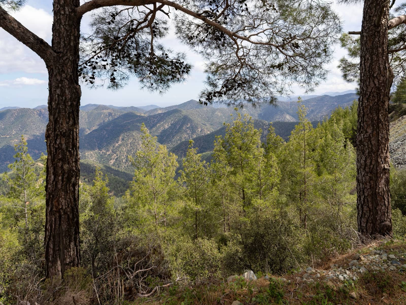 View between two pine trunks over forested ridges of the Troodos Mountains, fading into the distance